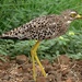Spotted Thick-Knee - Photo (c) Bernard DUPONT, some rights reserved (CC BY-NC-SA)