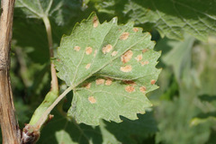Colomerus vitis