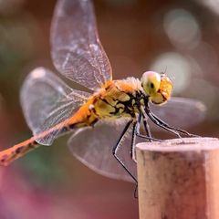 Sympetrum sanguineum