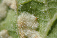 Colomerus vitis