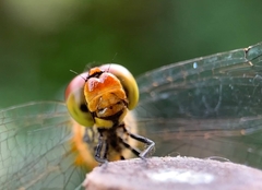 Sympetrum sanguineum