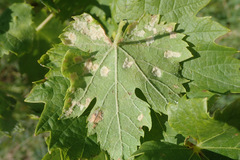 Colomerus vitis