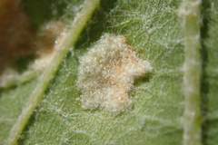 Colomerus vitis