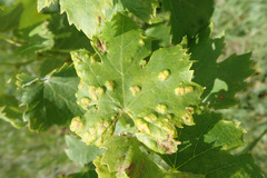 Colomerus vitis