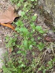 Stellaria media
