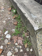 Stellaria media