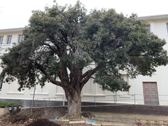 Corymbia ficifolia