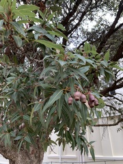 Corymbia ficifolia