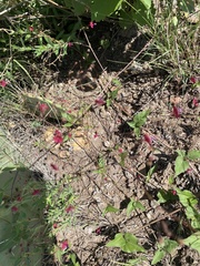 Boerhavia gracillima