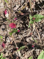 Boerhavia gracillima
