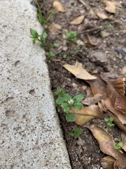 Stellaria media