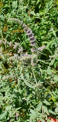 Mentha longifolia asiatica
