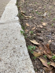 Stellaria media