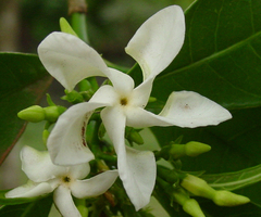 Tabernaemontana hystrix