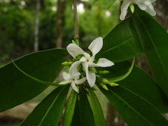 Tabernaemontana hystrix