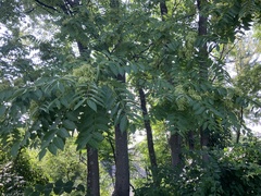 Ailanthus altissima