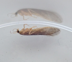 Agraylea