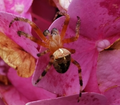 Araneus diadematus