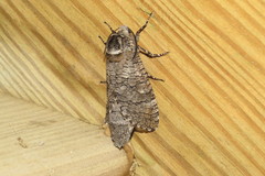 Prionoxystus macmurtrei