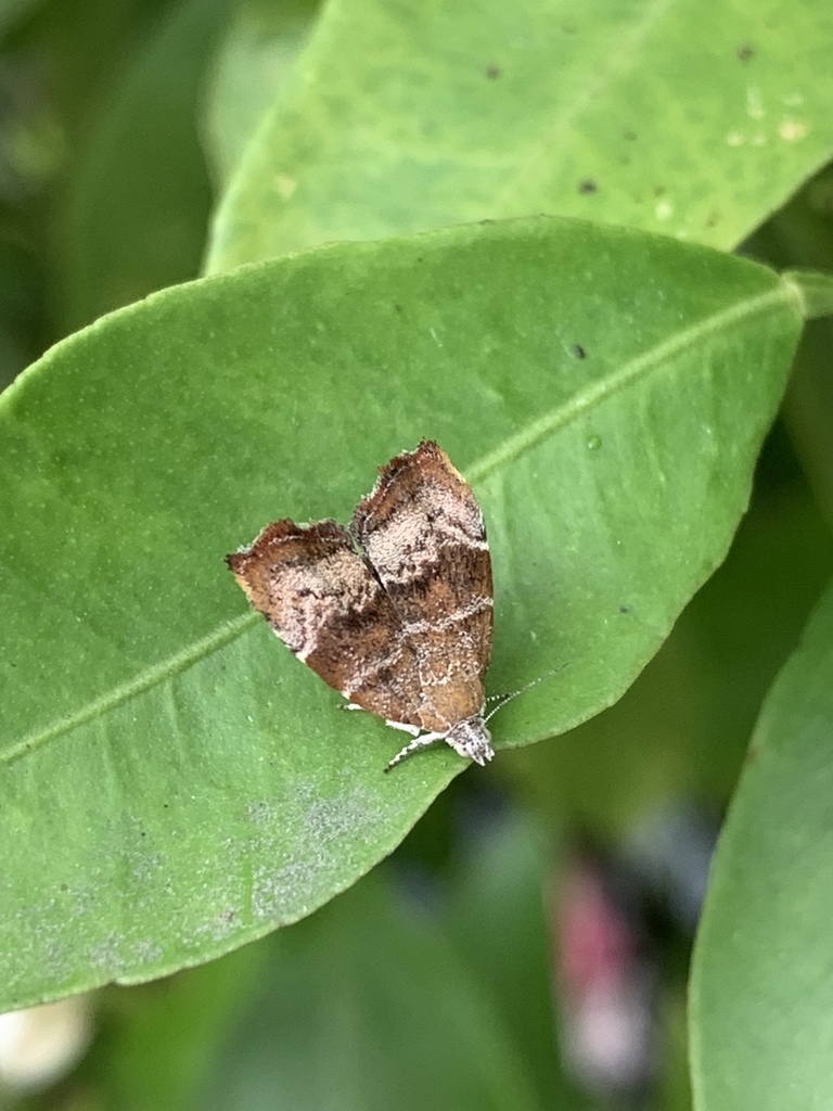 Apple Leaf Skeletonizer