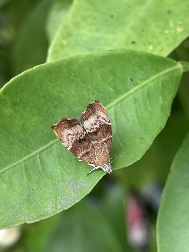 Apple Leaf Skeletonizer