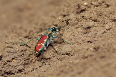 Cicindela limbalis