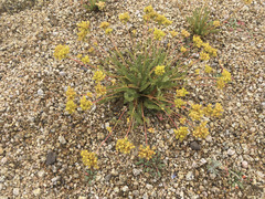 Ivesia lycopodioides