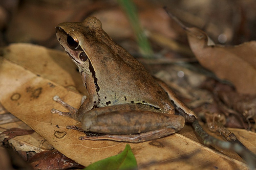 Litoria jungguy (Amphibians of Yourka Reserve) · iNaturalist