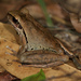 Ranoidea jungguy - Photo (c) FroggyBeth, μερικά δικαιώματα διατηρούνται (CC BY-NC-SA)