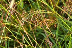 Sorghum nitidum