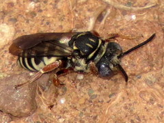 Triepeolus pectoralis