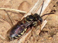 Triepeolus pectoralis