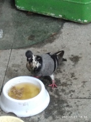Columba livia domestica