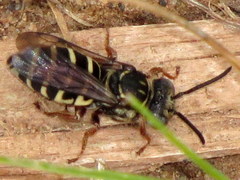 Triepeolus pectoralis