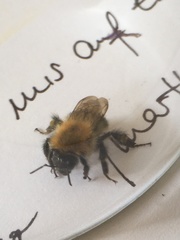 Bombus