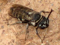 Triepeolus brittaini