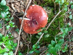 Russula rhodopus