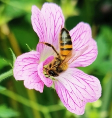 Apis mellifera