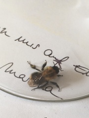 Bombus