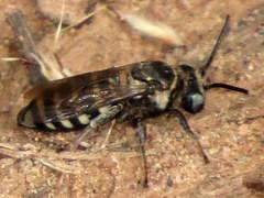 Triepeolus brittaini