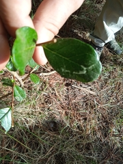Feijoa sellowiana