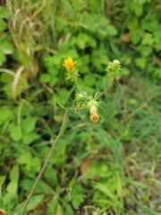 Picris hieracioides