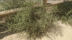Launaea arborescens