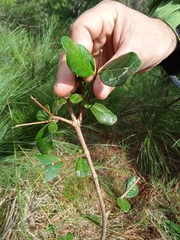 Feijoa sellowiana