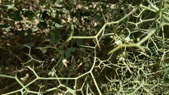 Launaea arborescens