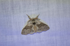 Calliteara pudibunda