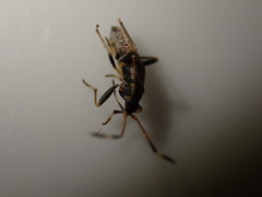 Beosus maritimus