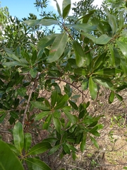 Lithraea brasiliensis