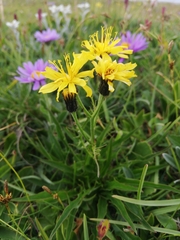 Crepis jacquinii