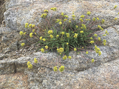 Ivesia lycopodioides